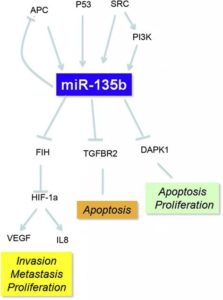 MicroRNA-135b promotes cancer progression by acting as a downstream effector of oncogenic pathways in colon cancer.