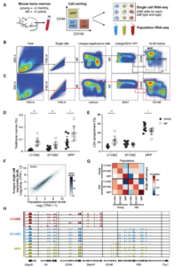 Single-cell RNA-seq reveals changes in cell cycle and differentiation programs upon aging of hematopoietic stem cells