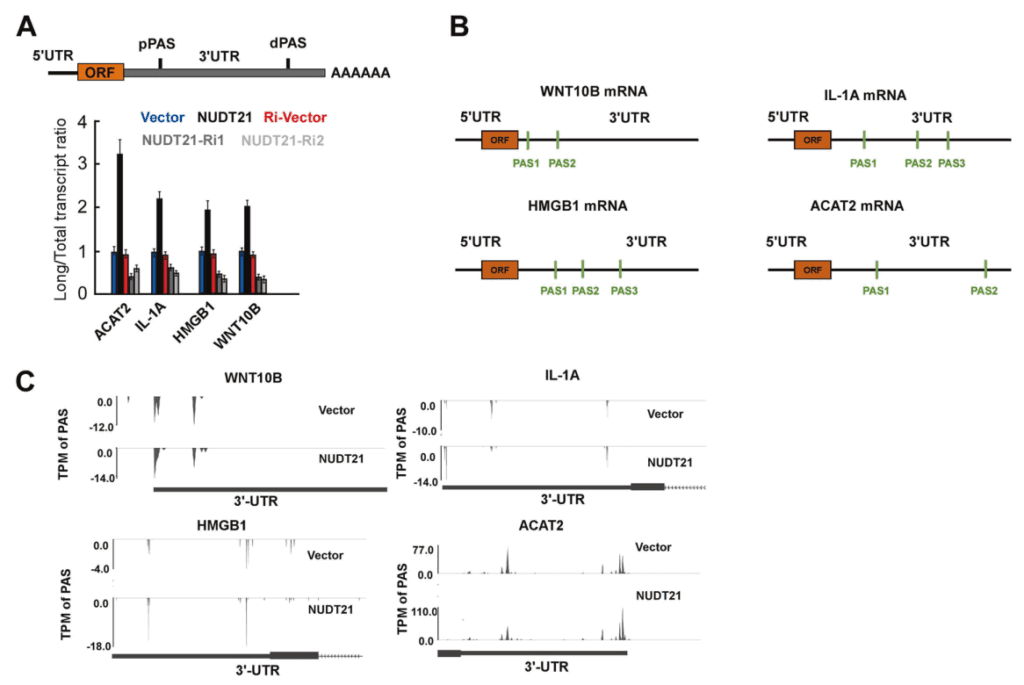 Panseq Procedure PAS-seq – 武汉瑞兴生物科技有限公司