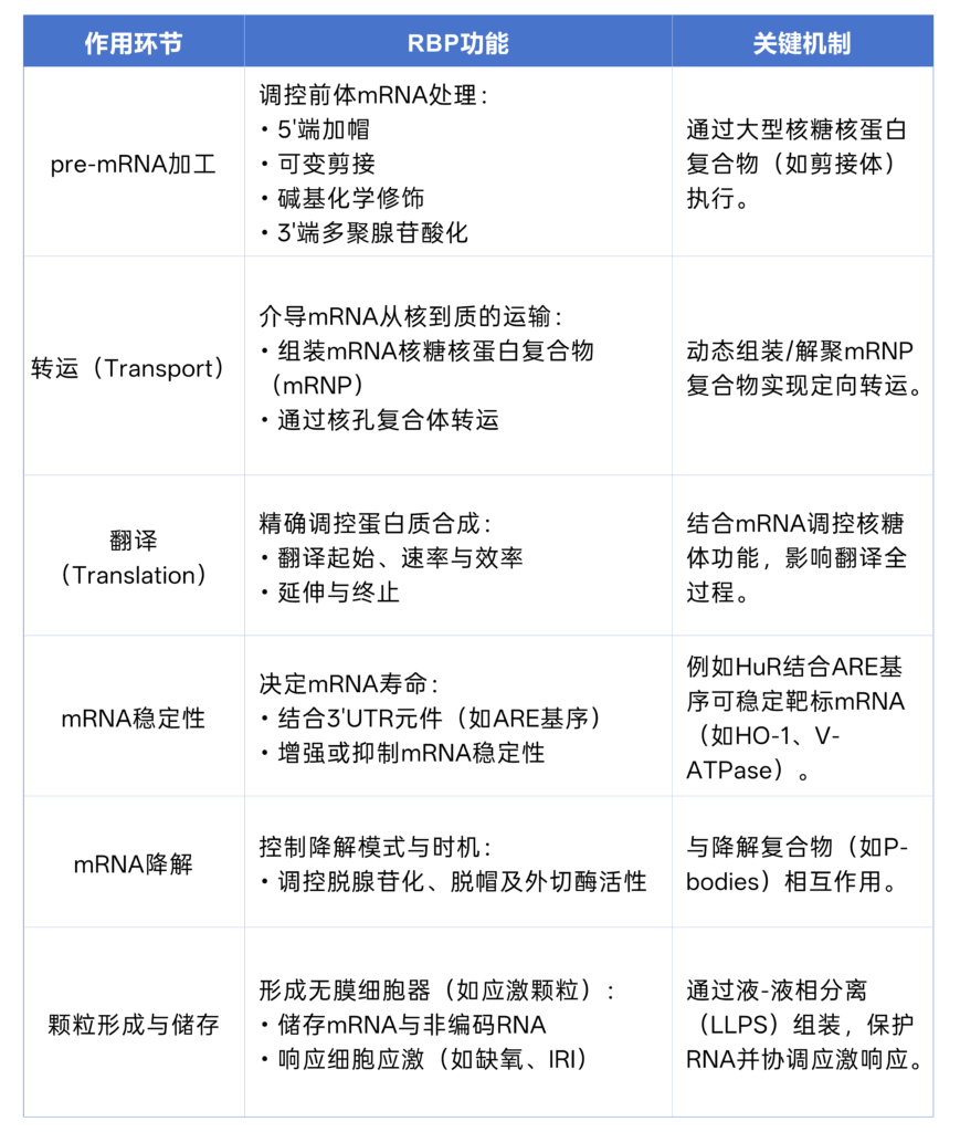 Fairpoint Rbp RBP研究数据包 – 空间转录组 | 单细胞多组学 | 三代测序 | RNA调控研究技术服务 – 瑞兴生物