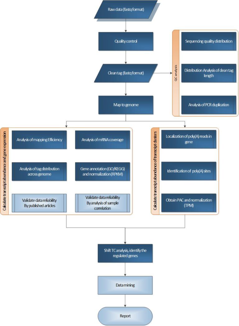 Panseq Procedure PAS-seq – 武汉瑞兴生物科技有限公司