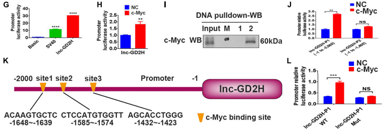 DNA pulldown – 空间转录组 | 单细胞多组学 | 三代测序 | RNA调控研究技术服务 – 瑞兴生物