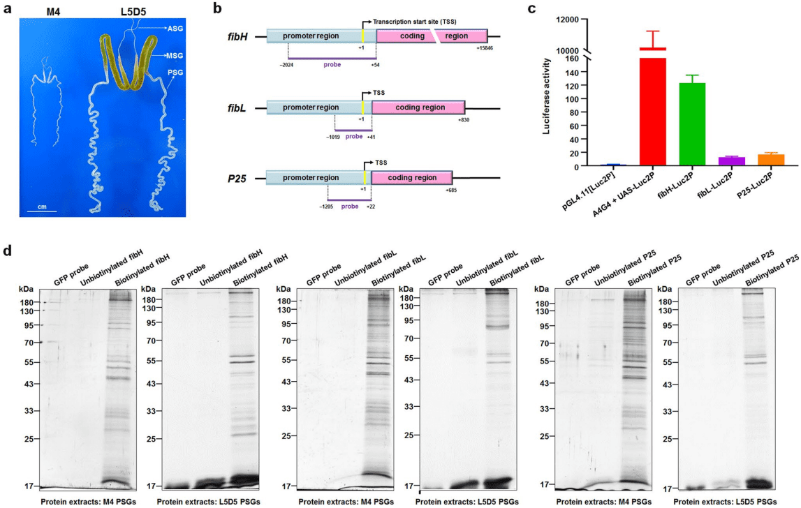 DNA pulldown – 武汉瑞兴生物科技有限公司