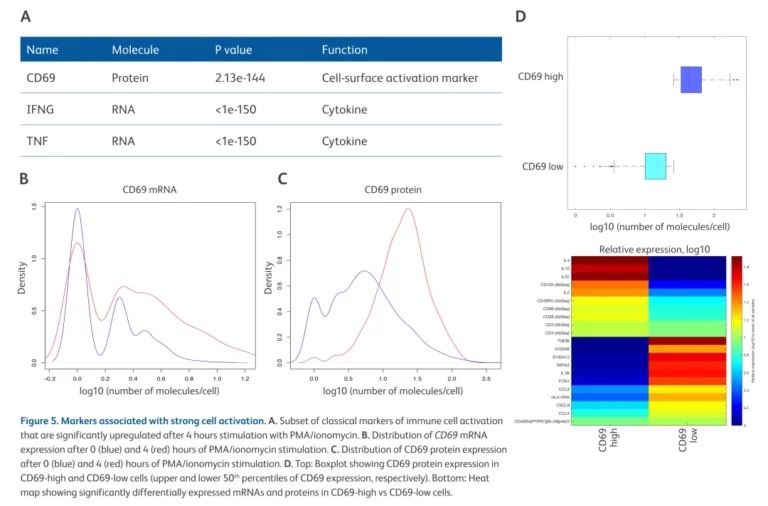 免疫细胞刺激 4 小时后 CD69 蛋白与 mRNA 的动态变化：CD69 high 与 CD69 low 细胞间蛋白和 mRNA 标志物热图差异