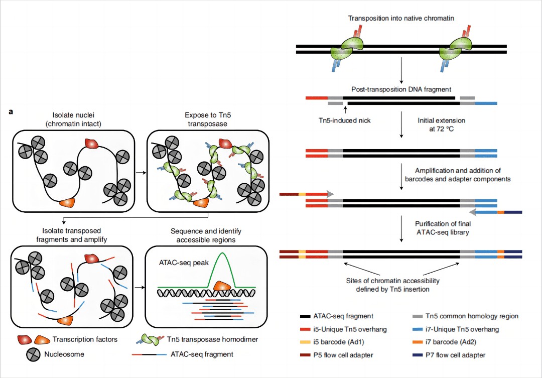 ATAC-seq 流程：Tn5 转座酶将测序接头插入开放染色质区域，PCR 扩增后测序