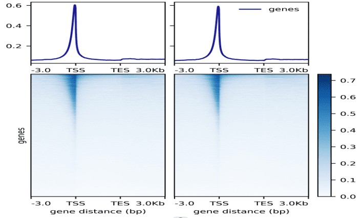 ATAC-seq 实测数据：reads 在基因上的分布，TSS 与 TES 上下游 3kb 的信号密度曲线与热图