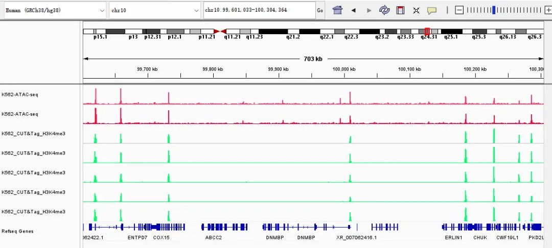 ATAC-seq 实测数据：Reads 在 peak 区域的 IGV 可视化结果，多样本信号轨道与基因结构注释