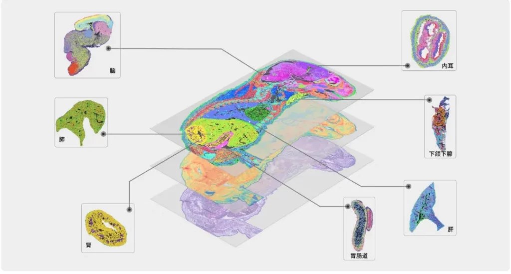 小鼠胚胎 E18.5 全片 Stereo-seq 空间转录组图谱，同片显示多个器官的细胞组成与基因数分布