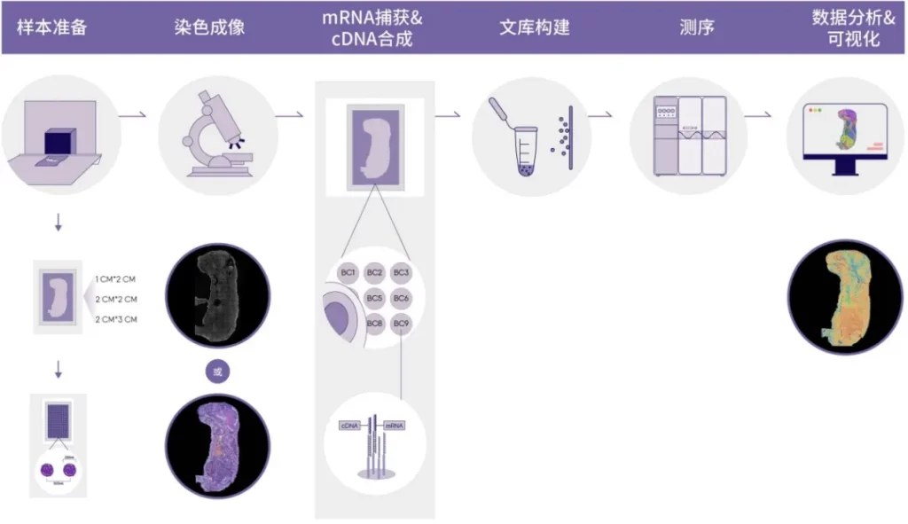 Stereo-seq 大尺寸芯片五步技术流程：组织制备、染色成像、组织透化、文库构建、测序分析