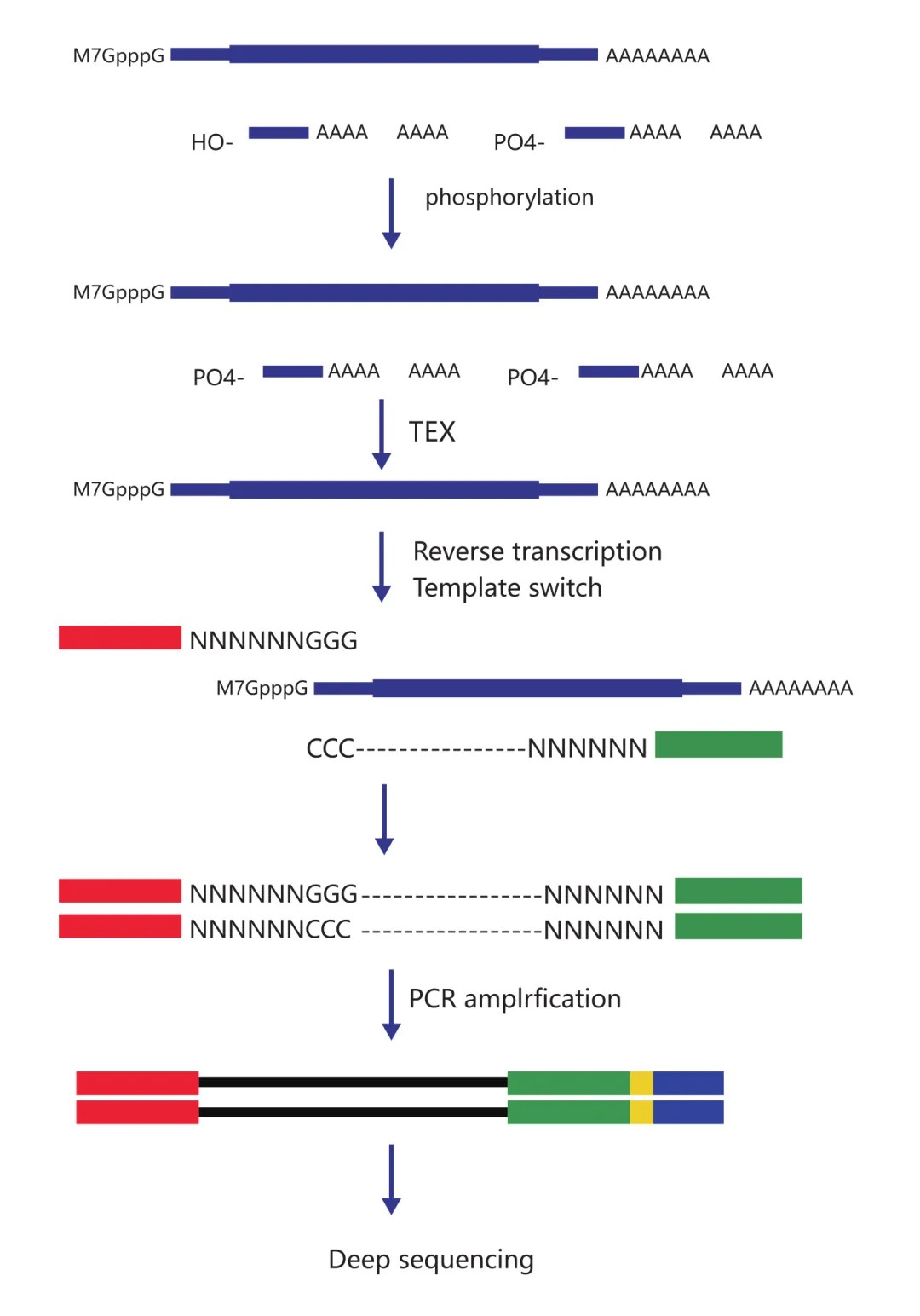 CAGE-seq 建库原理图