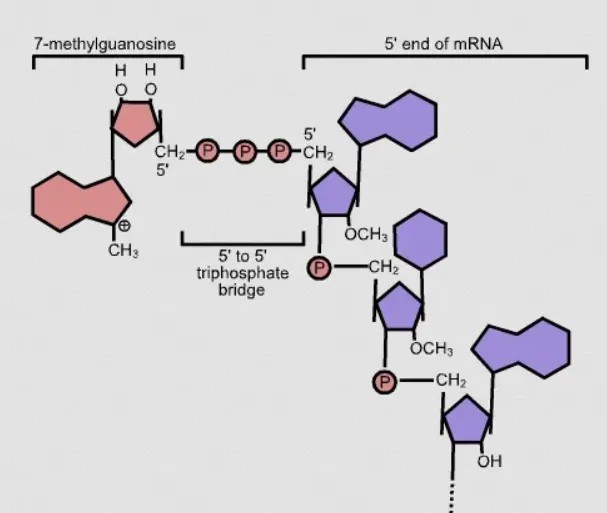 CAGE-seq 原理：捕获 mRNA 5' 端帽子结构，直接测定转录起始位点