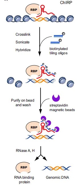 ChIRP 技术原理：全长反义探针杂交捕获目标 lncRNA，分别富集互作蛋白、DNA 与 RNA