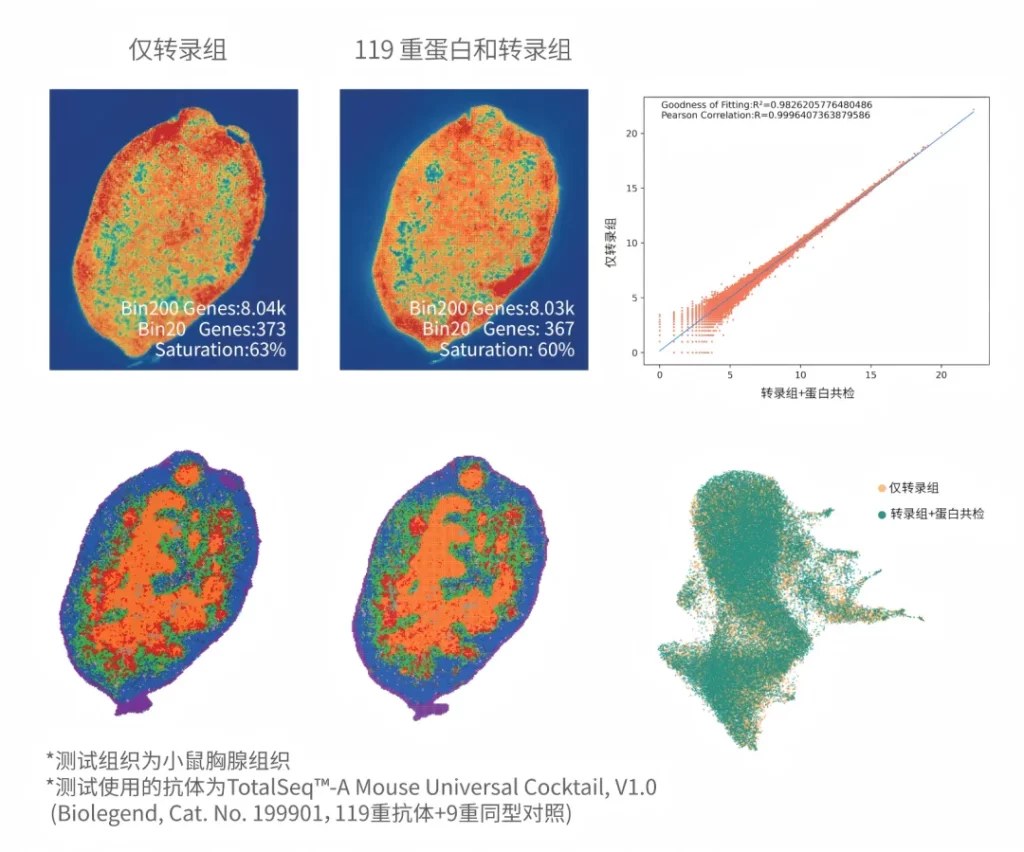 同一张组织切片上 RNA 与蛋白信号的空间分布对照示意