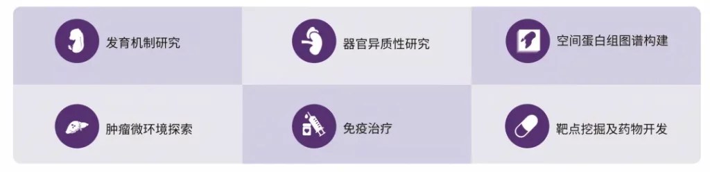 Stereo-CITE 应用方向示意：肿瘤免疫微环境、免疫细胞分型、组织异质性、生物标志物定位等