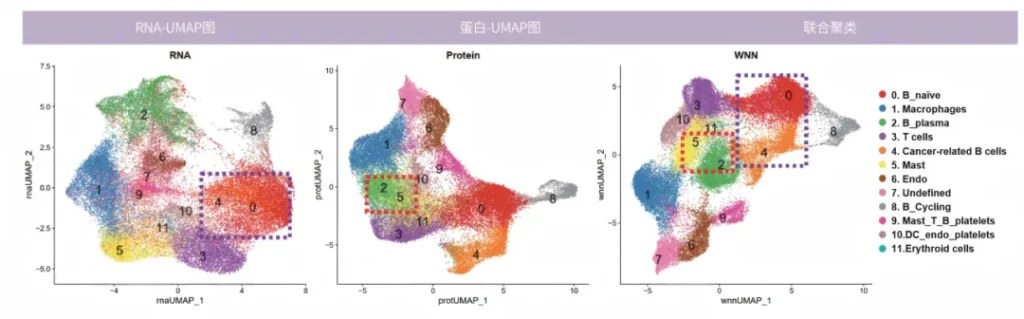 RNA 单独聚类与 RNA + 蛋白联合聚类的细胞类群区分效果对比