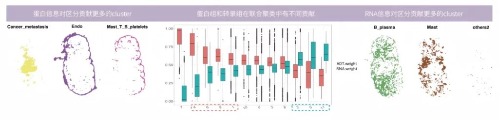 RNA 与蛋白信息互相补充对空间聚类精度的提升示意