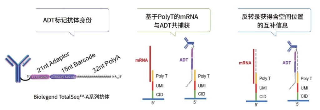 Stereo-CITE 技术原理示意：DNB 上的空间条形码 CID 连接分子编码 MID 与 PolyT，同时捕获 mRNA 和抗体衍生标签 ADT