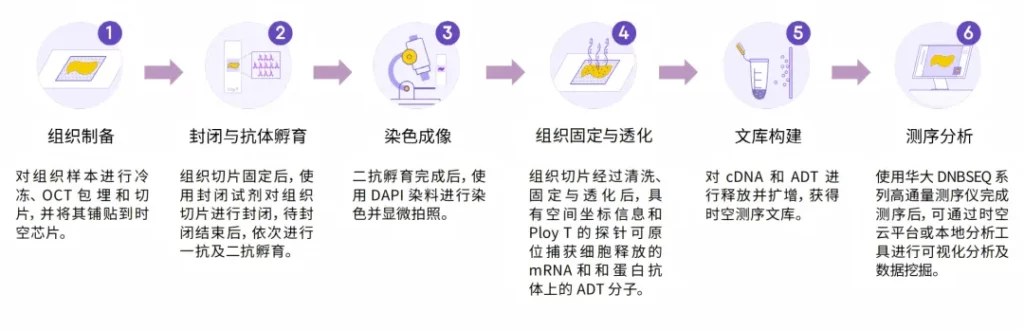 Stereo-CITE 六步技术流程图：组织制备、封闭与抗体孵育、染色成像、组织固定与透化、文库构建、测序分析