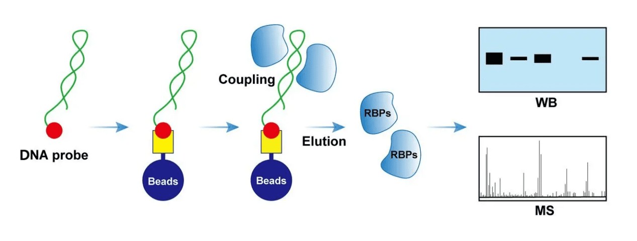 DNA pulldown 流程：生物素标记 DNA 探针与链霉亲和素磁珠结合，与细胞裂解液孵育捕获结合蛋白，洗脱后 WB 或质谱检测
