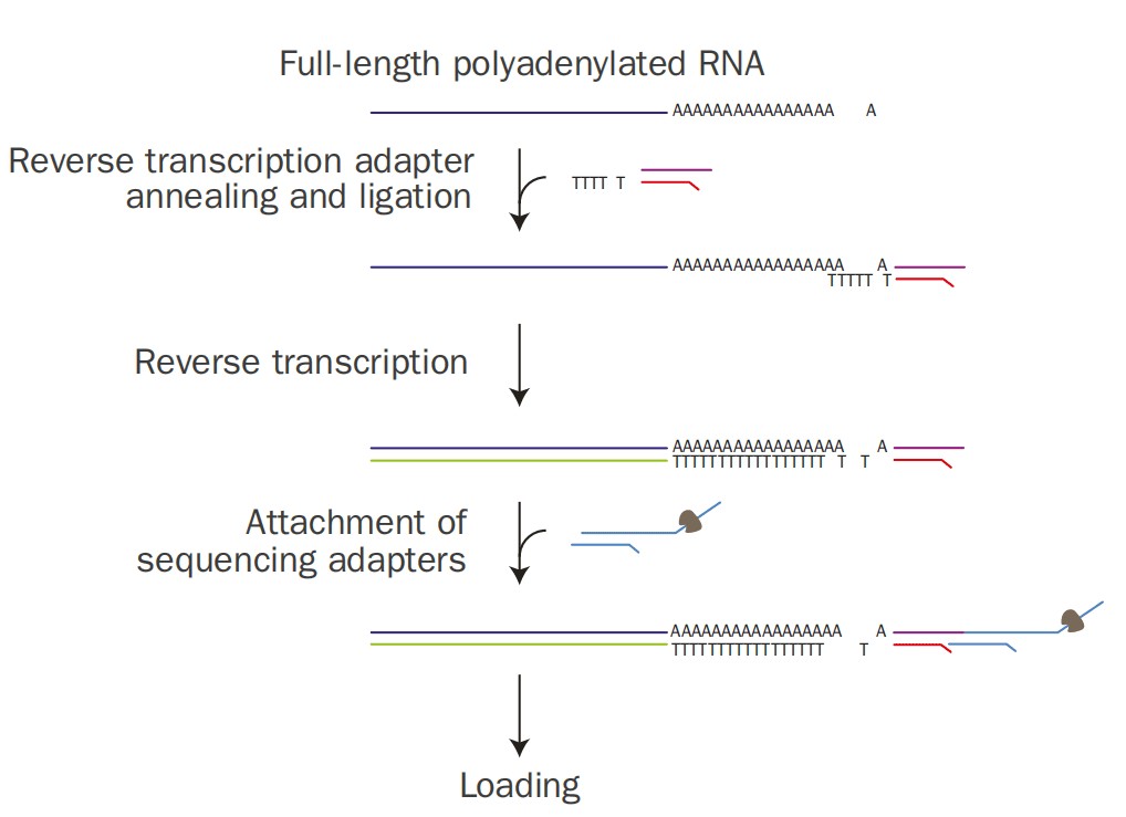 ONT 直接 RNA 测序建库流程：oligo dT 引物与 poly A 尾退火连接、反转录形成 RNA-DNA 杂合链、连接带分子马达的测序接头