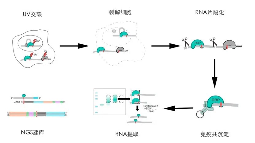 eCLIP-seq 实验流程：UV 交联、细胞裂解、RNA 片段化、免疫共沉淀、NuPAGE 胶电泳、RNA 提取、RNA 建库七个步骤