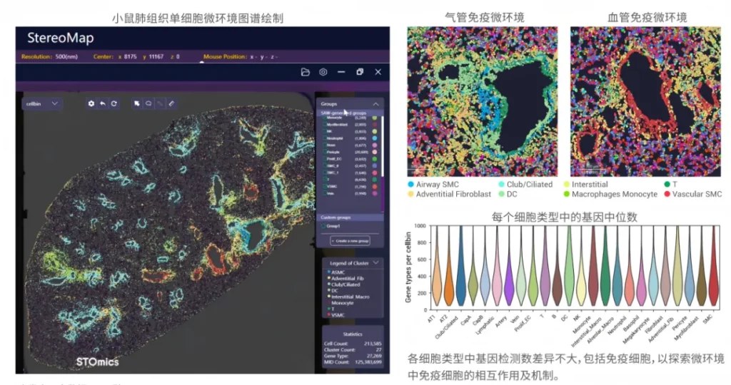 小鼠肺组织 CellBin 水平空间转录组分析：细胞类型注释与各细胞群的空间分布图