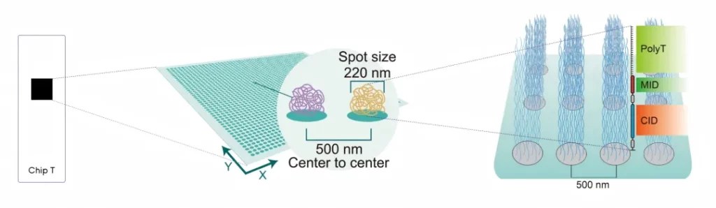 Stereo-seq FF 新鲜冰冻样本流程示意：组织冷冻包埋 → 切片贴芯片 → PolyT 探针原位捕获 mRNA → 空间条形码还原位置