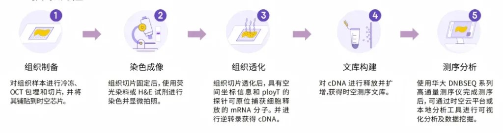 Stereo-seq FF 五步技术流程图：组织制备、染色成像、组织透化、文库构建、测序分析