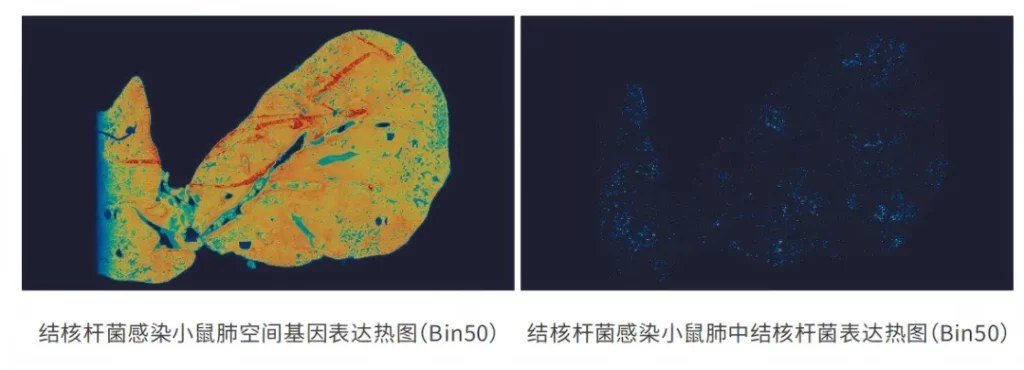 微生物与宿主转录本在同一张切片上共检测的空间分布示意
