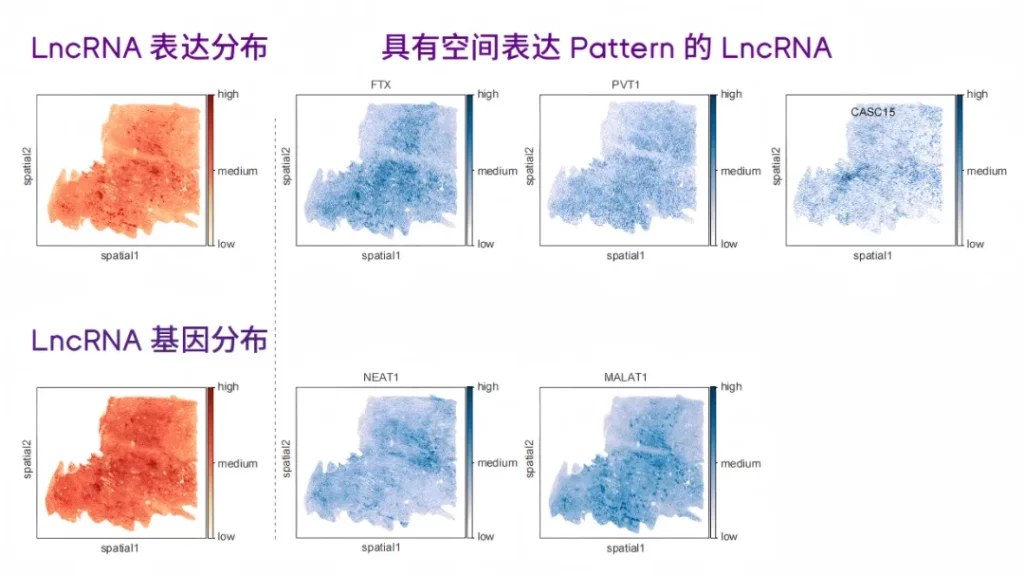 mRNA 与非编码 RNA 在同一张切片上共捕获的空间表达示意