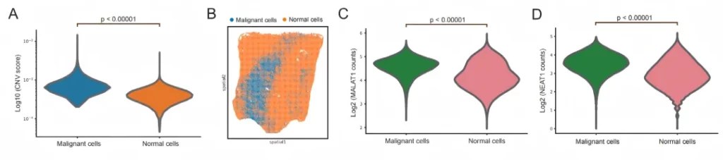 空间可变 lncRNA 与恶性细胞的空间相关性
