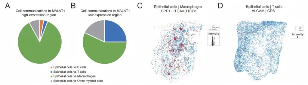 空间可变 lncRNA 与肿瘤免疫微环境的空间相关性