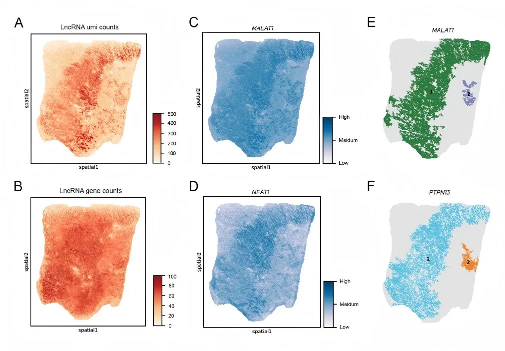 lncRNA 的空间表达模式及其与 mRNA 的相互作用