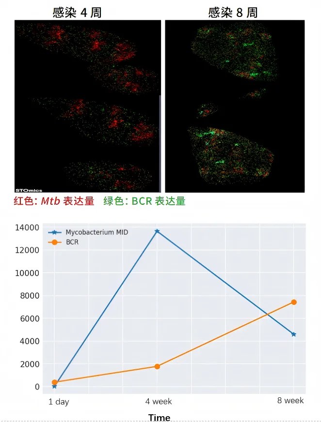 Mtb 转录本表达量与 CFU（菌落形成单位）的相关性分析