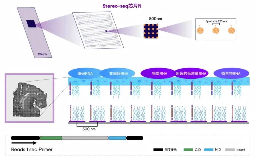Stereo-seq FFPE 技术原理示意：带空间坐标的随机探针原位捕获石蜡切片 Total RNA，经空间条形码还原位置