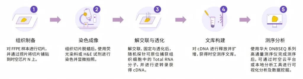 Stereo-seq FFPE 五步技术流程图：组织制备、染色成像、解交联与透化、文库构建、测序分析