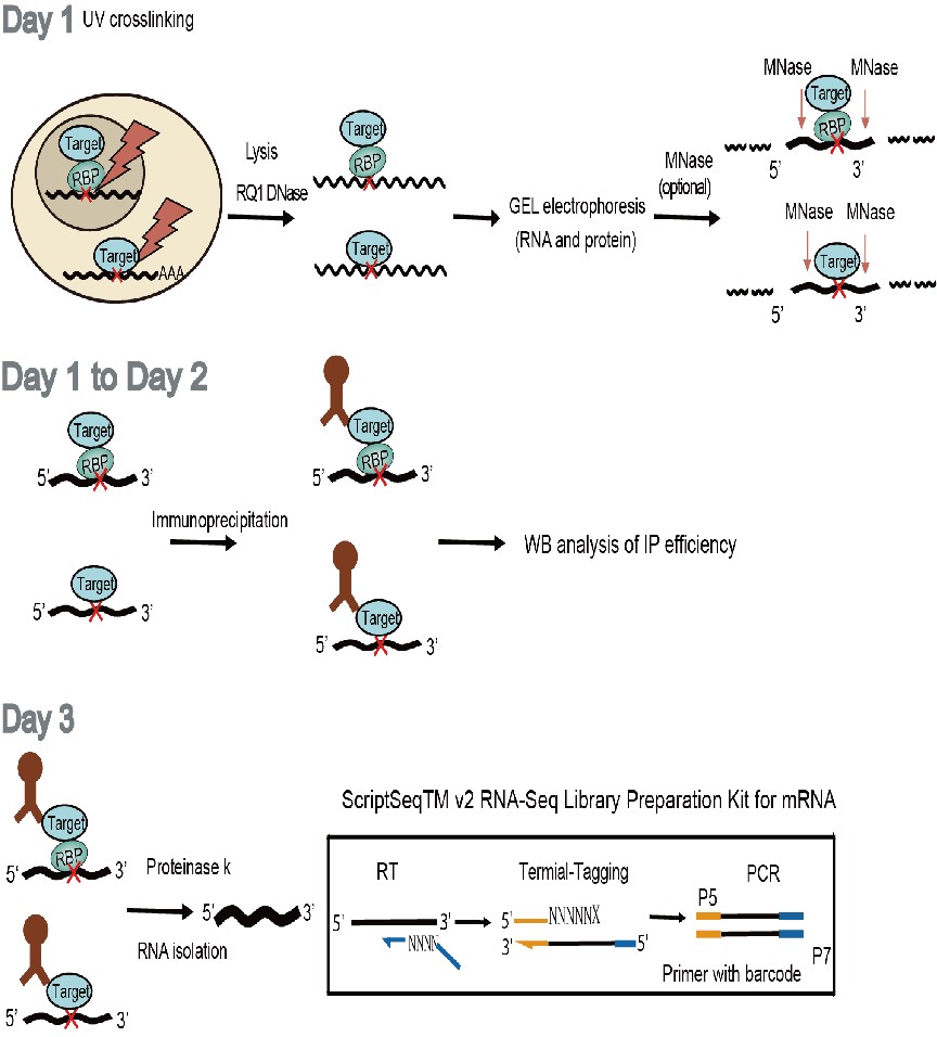 iRIP-seq 技术流程：UV 交联固定 RBP-RNA 互作，MNase 酶切片段化，免疫沉淀后建库测序
