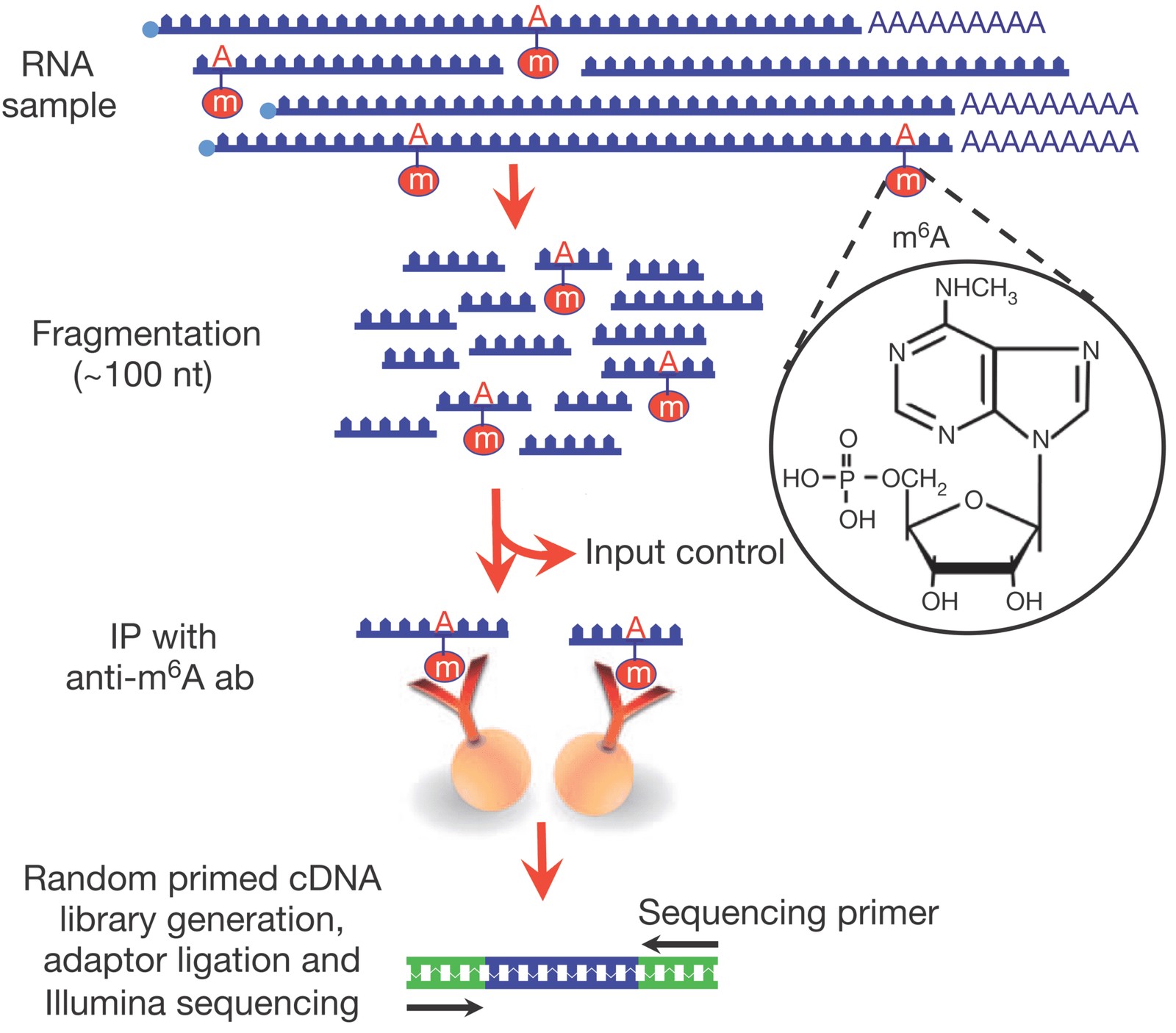 MeRIP-seq 原理：m6A 抗体免疫沉淀修饰 RNA 片段，测序后在全基因组范围鉴定甲基化位点