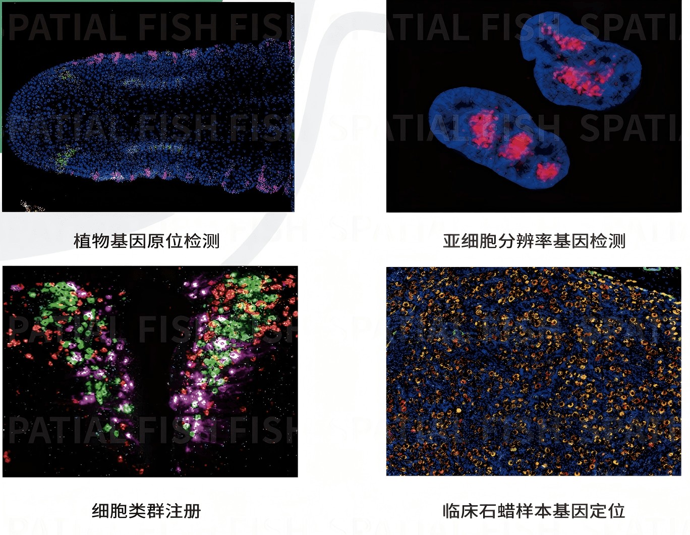 MiP-seq 低通量基因原位检测结果：目标基因在组织切片中的原位信号定位