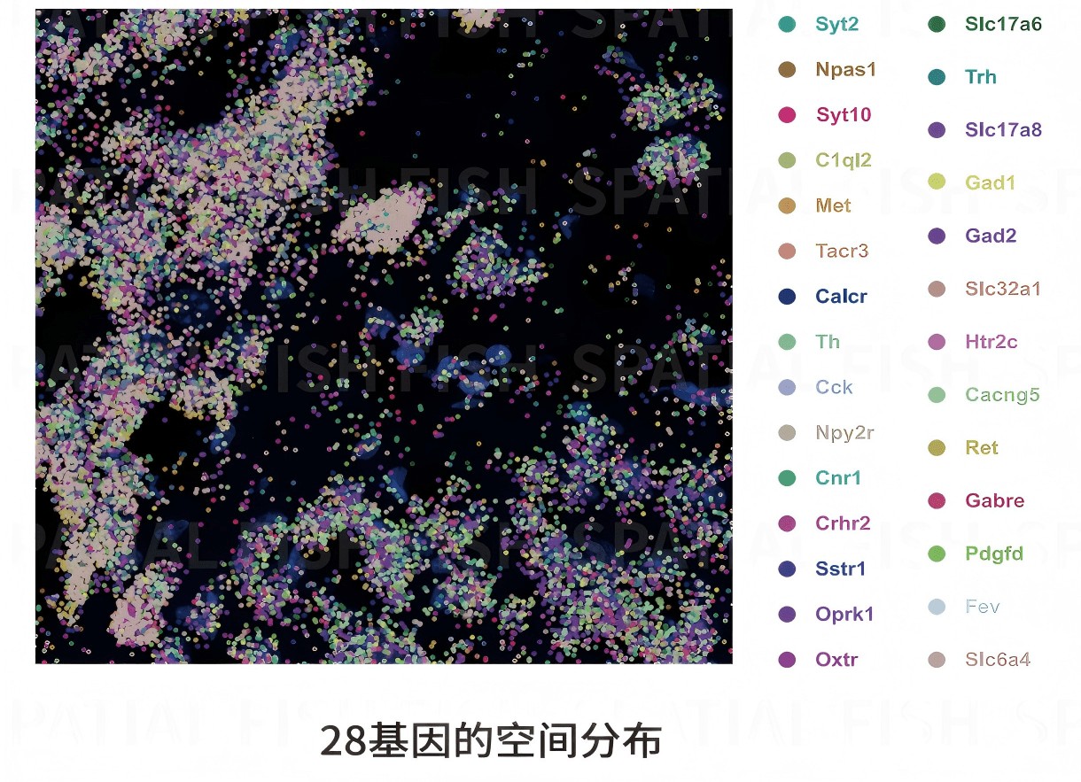 MiP-seq 联合单细胞测序绘制组织单细胞空间图谱：细胞类型空间分布