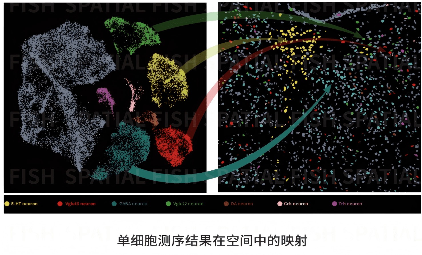MiP-seq 空间图谱：标志基因表达与区域分区结果