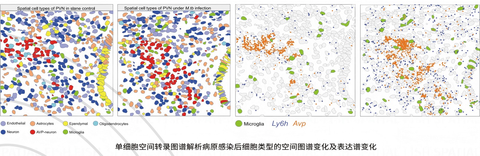 MiP-seq 与单细胞测序联合分析流程与对应关系示意