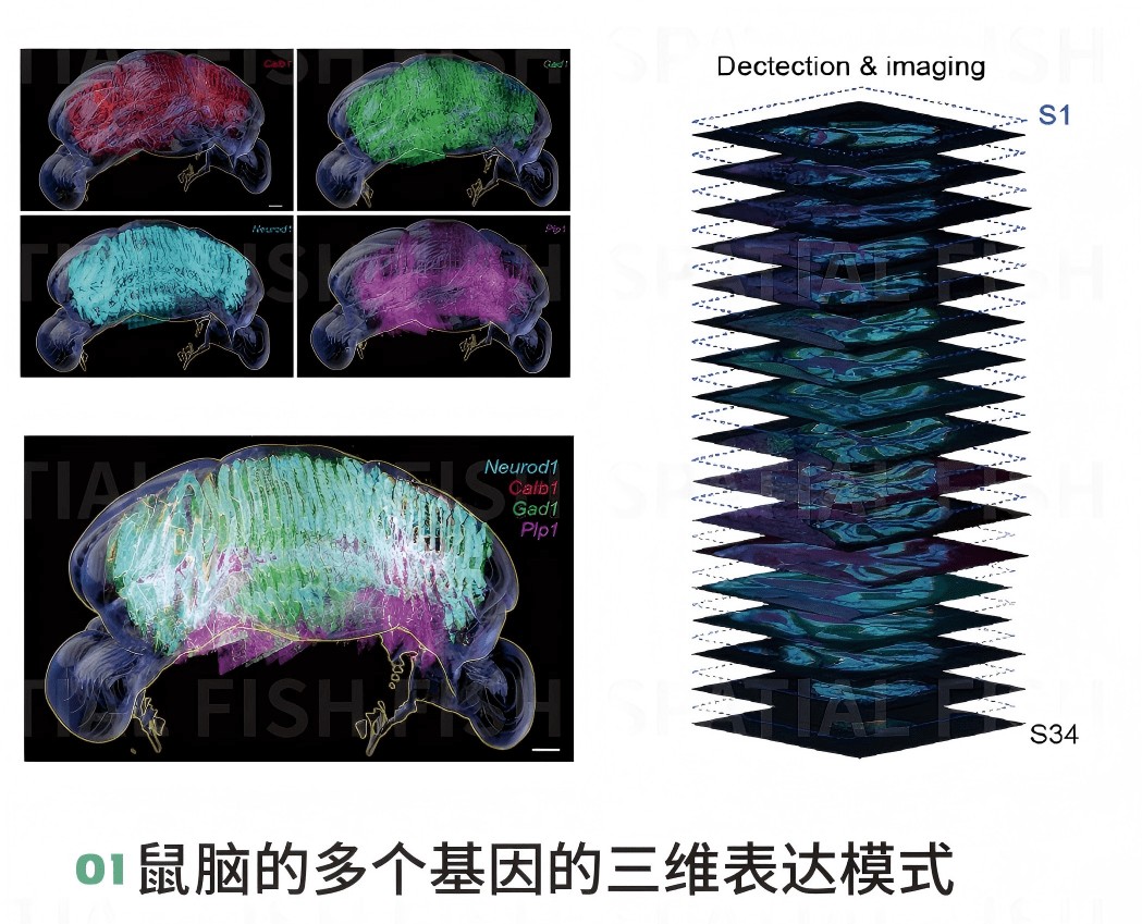MiP-seq 三维空间图谱：连续切片重构的三维基因表达图