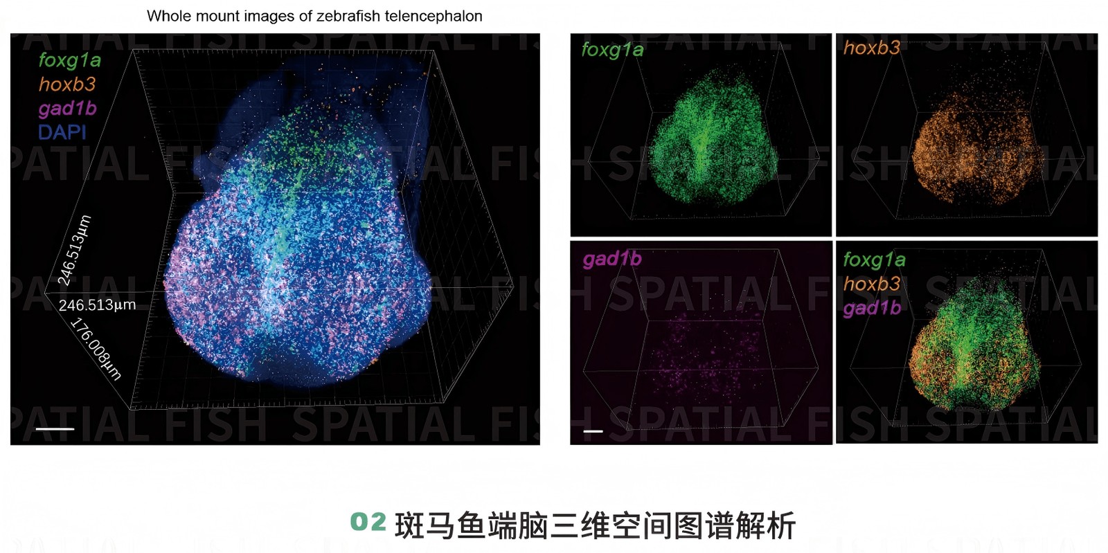MiP-seq 整组织三维图谱：逐层扫描得到的基因表达三维分布