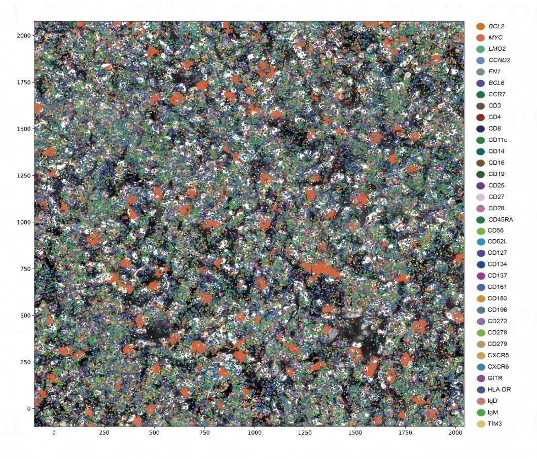 MiP-seq RNA 与蛋白共检：同一张切片上基因与蛋白的空间分布叠加