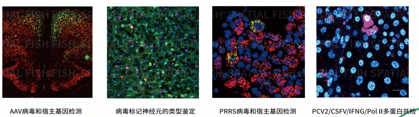 MiP-seq 宿主-微生物双重空间组：宿主基因与微生物靶标在同一张切片上的空间分布