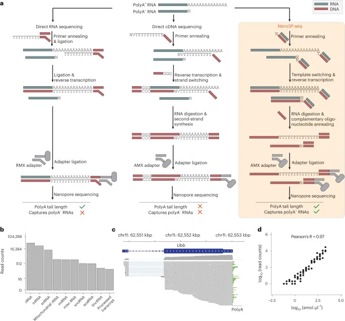 Nano3P-seq 方法原理：从 RNA 分子 3 端起始测序，同时定量 RNA 丰度、尾部组成与尾长动态