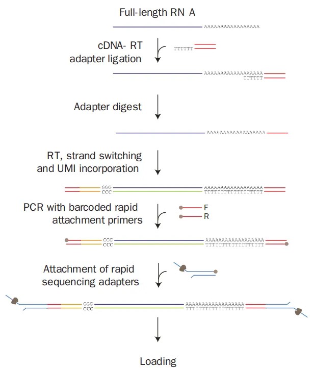 ONT-PAlrRNA-seq 建库流程：oligo dT 捕获、T4 DNA 连接酶连接 6T 突出双链引物至 RNA 3 末端、消解多余链、逆转录、TSO 与 UMI 链置换添加、PCR 与连接接头