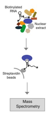 RNA pulldown 原理：生物素标记 RNA 探针与蛋白孵育，链霉亲和素磁珠捕获复合物后洗脱检测