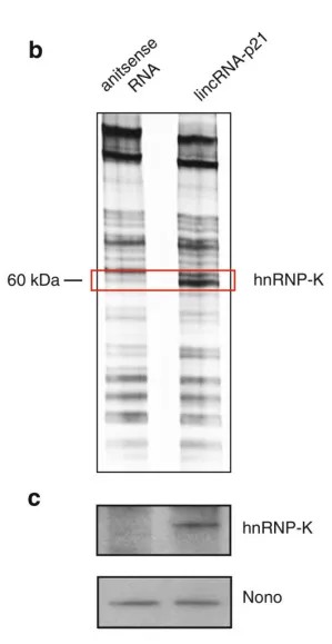RNA pulldown 结果示例：结合到 lincRNA-p21 的蛋白质 SDS-PAGE 凝胶（右泳道）与反义 RNA 对照（左泳道），hnRNP-K 被鉴定为特有条带，Western 印迹以 NONO 为非特异性对照